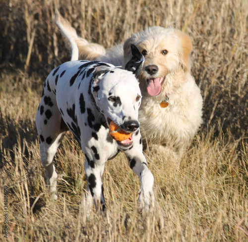 portrait of a dogs playing, ball 