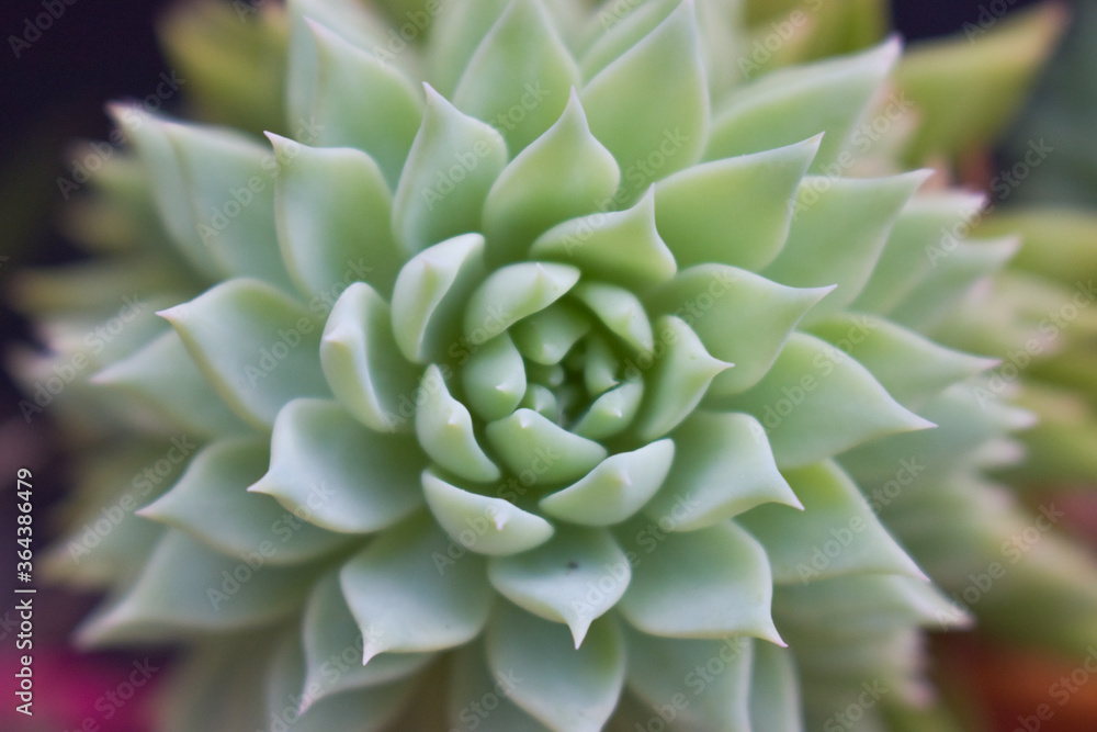 close up of succulent plant close up of succulent plant