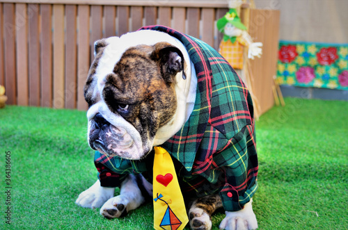 Sentado na grama um buldogue inglês de camisa listrada e gravata amarela para festa junina photo