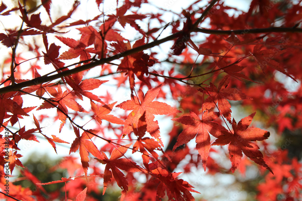 Beautiful red maples blazes brightly in sunny day before it falls for autumn, South Korea Beautiful red maples blazes brightly in sunny day before it falls for autumn, South Korea