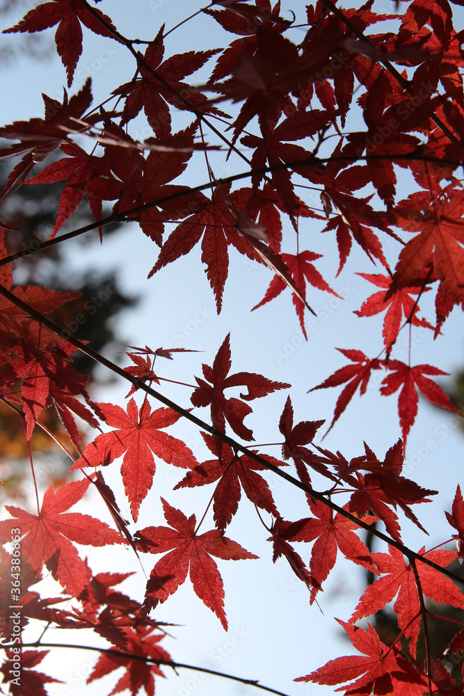 Beautiful red maples blazes brightly in sunny day before it falls for autumn, South Korea Beautiful red maples blazes brightly in sunny day before it falls for autumn, South Korea