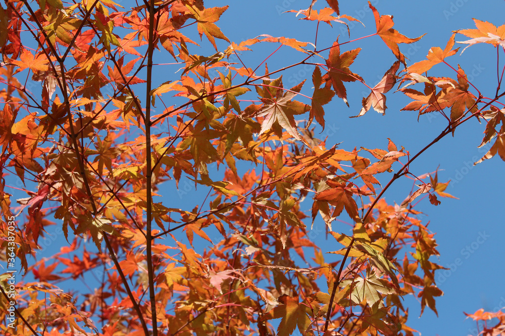 Beautiful red maples blazes brightly in sunny day before it falls for autumn, South Korea Beautiful red maples blazes brightly in sunny day before it falls for autumn, South Korea