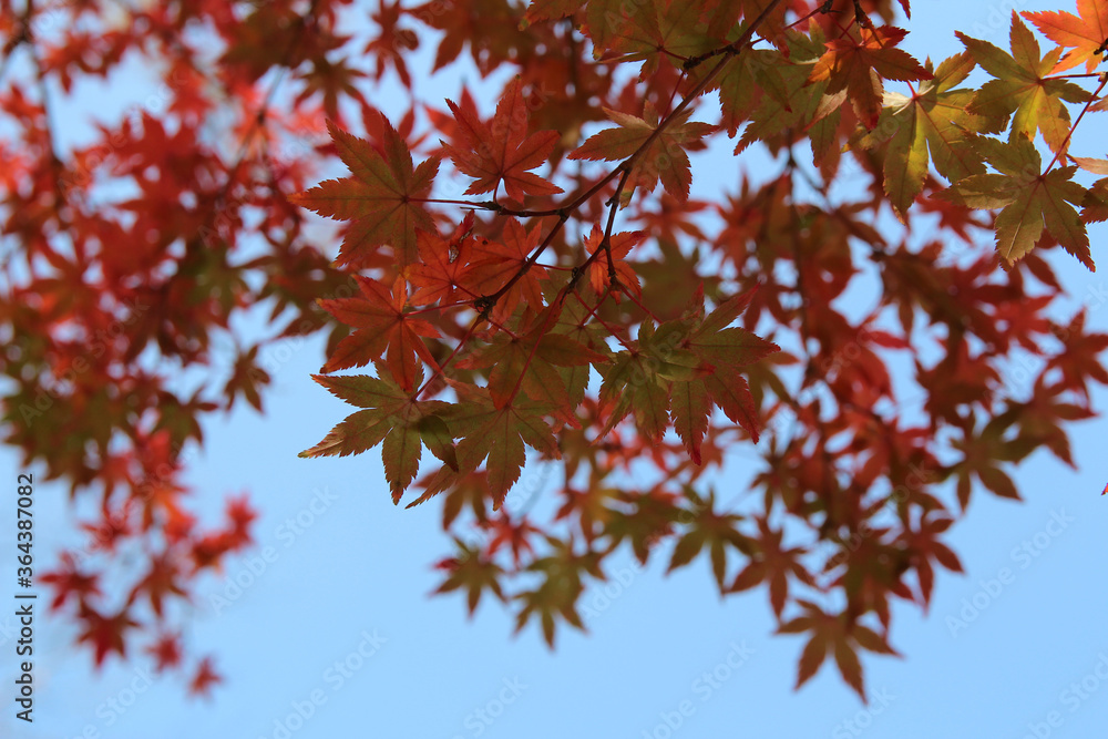 Beautiful red maples blazes brightly in sunny day before it falls for autumn, South Korea Beautiful red maples blazes brightly in sunny day before it falls for autumn, South Korea