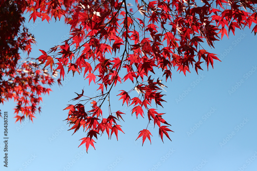 Beautiful red maples blazes brightly in sunny day before it falls for autumn, South Korea Beautiful red maples blazes brightly in sunny day before it falls for autumn, South Korea