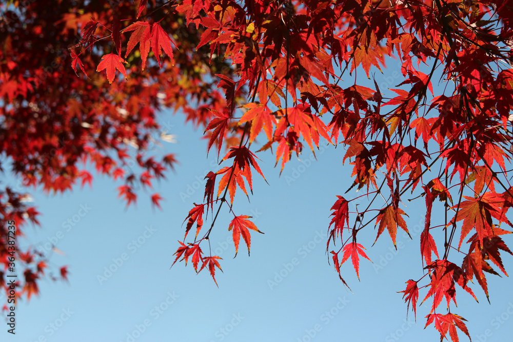Beautiful red maples blazes brightly in sunny day before it falls for autumn, South Korea Beautiful red maples blazes brightly in sunny day before it falls for autumn, South Korea