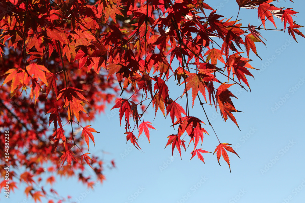 Beautiful red maples blazes brightly in sunny day before it falls for autumn, South Korea Beautiful red maples blazes brightly in sunny day before it falls for autumn, South Korea