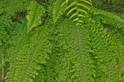 Green pattern of fresh fern leaves
