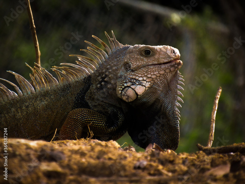 an iguana on the ground 