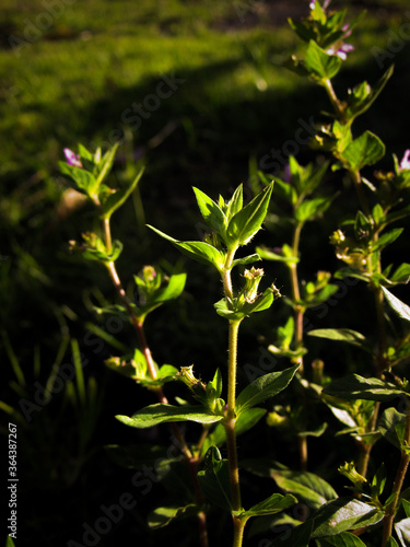 green leaves and flowers 