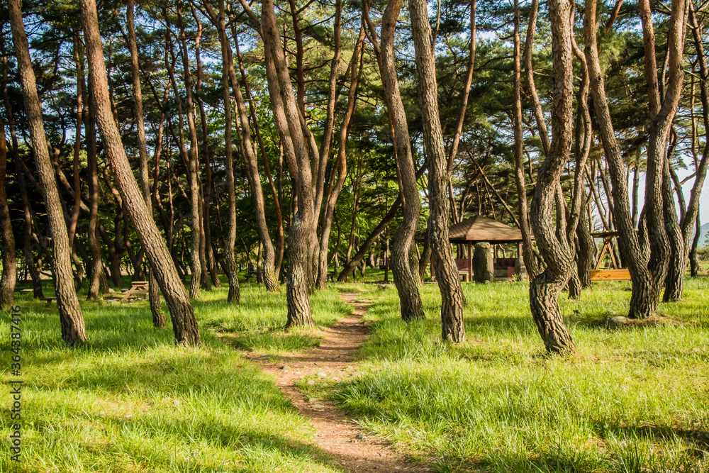 Fototapeta premium Picnic area in a grove of evergreen trees