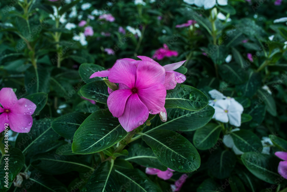 vinca rosea flower, tropical flowers of southeast asia vinca rosea flower, tropical flowers of southeast asia