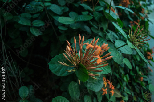 Soka flower red  Southeast Asian topical flower