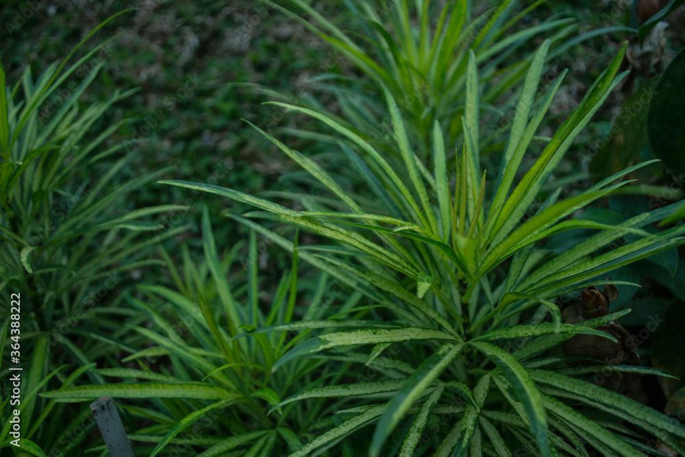pretty cool garden flowers, asian tropical flowers pretty cool garden flowers, asian tropical flowers