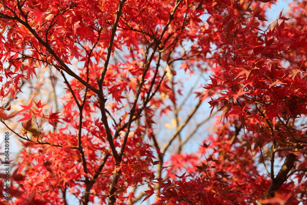 Beautiful red maples blazes brightly in sunny day before it falls for autumn, South Korea