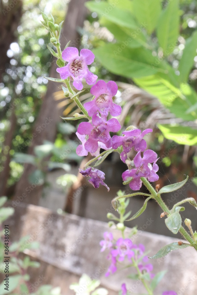 Obraz premium purple lilac flowers