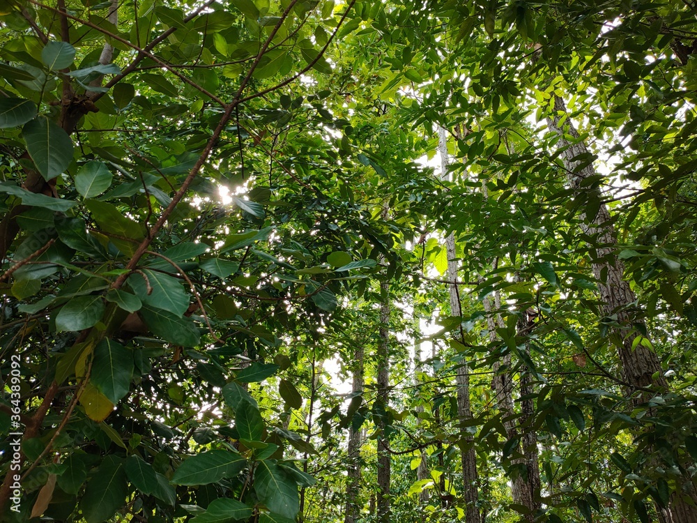 A tree in the forest A tree in the forest