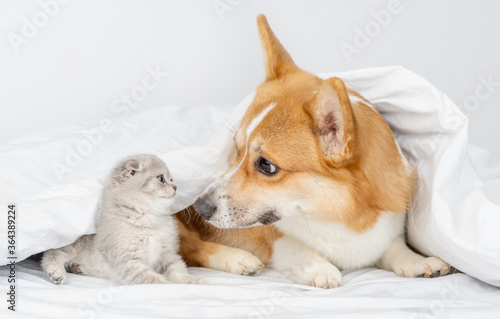 Pembroke welsh corgi dog sniffs baby kitten under a warm blanket on a bed at home