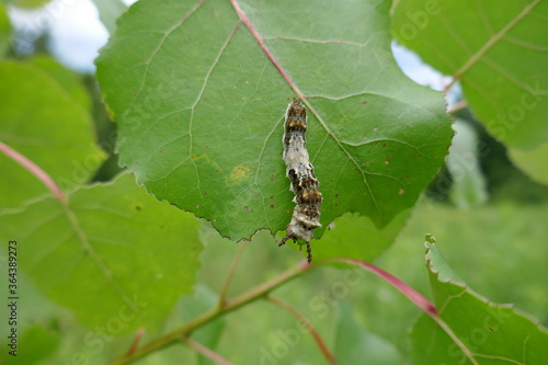 Large leaf being eaten by viceroy butterfly caterpillar