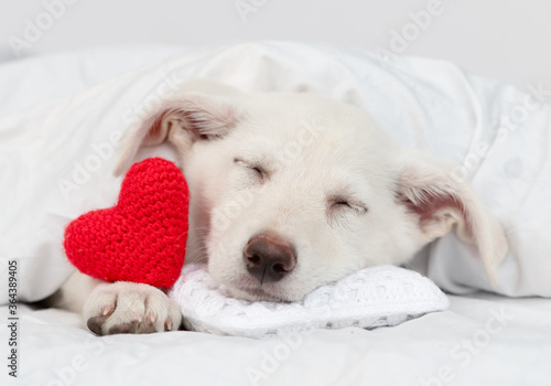 Cute puppy sleeps on pillow under blanket on a bed at home with red heart