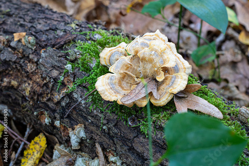 Close-up photo of the Trametes versicolor mushroom. On the overturned tree stump