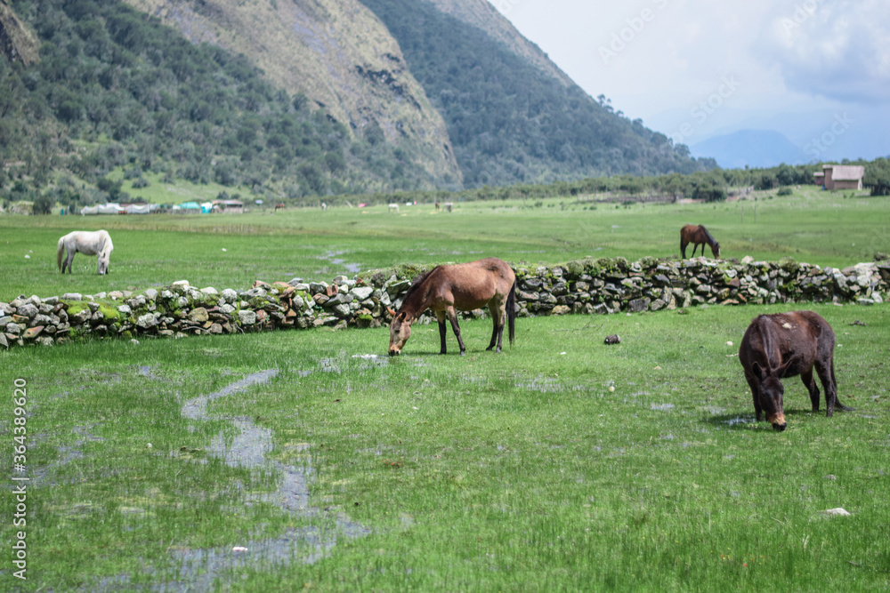 Fototapeta premium Caballos pastizando