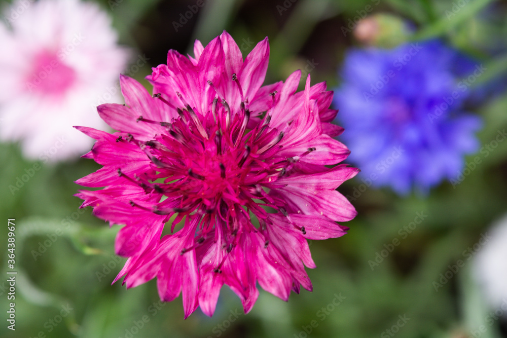Single flower of Cornflower plant, Centaurea cyanus, Asteraceae. Cornflower Herb Single flower of Cornflower plant, Centaurea cyanus, Asteraceae. Cornflower Herb
