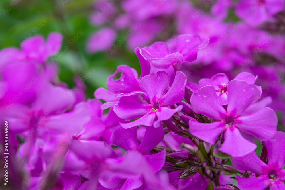 Garden purple phlox, Phlox paniculata, vivid and flavored summer flowers