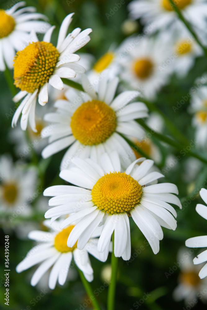 Fototapeta premium Blooming medical chamomille flowers, Summer Daisies. Alternative medicine herb