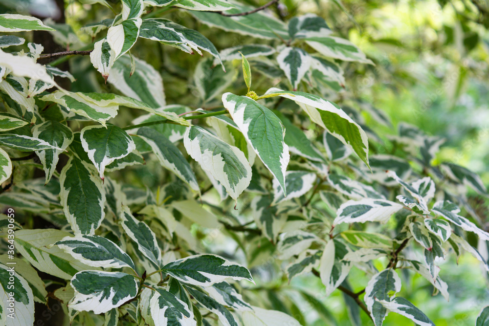 Cornus Alba foliage with watercolor green and white leaves. Decorative plant