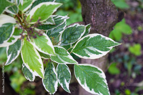 Wallpaper Mural Cornus Alba foliage with watercolor green and white leaves. Decorative plant Torontodigital.ca
