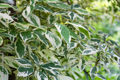 Cornus Alba foliage with watercolor green and white leaves. Decorative plant
