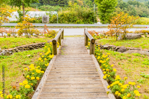 Wooden walkway lined with yellow daisies