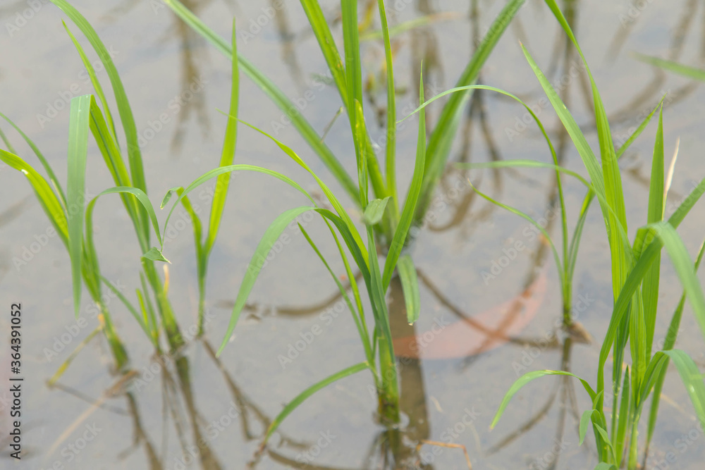 Obraz premium Rice fields in Thailand