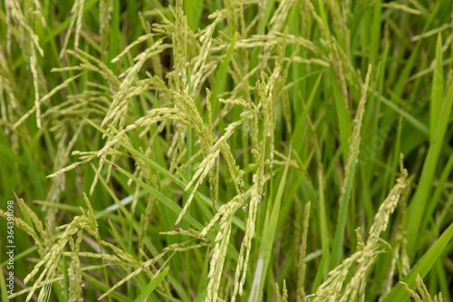 Close up ear of paddy or rice in organic field, agriculture concept.