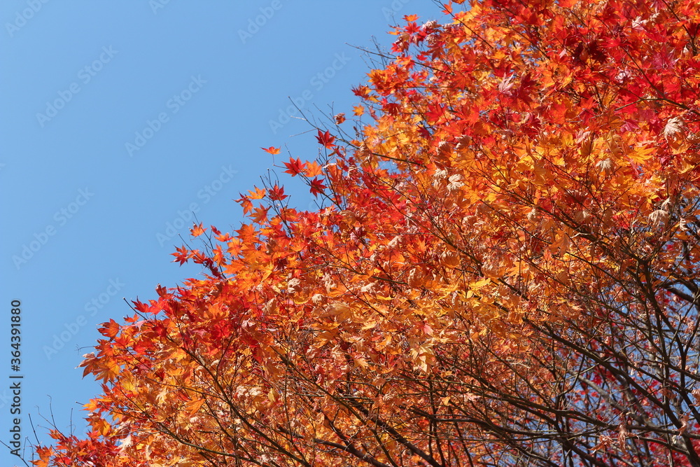 Beautiful red maples blazes brightly in sunny day before it falls for autumn, South Korea Beautiful red maples blazes brightly in sunny day before it falls for autumn, South Korea