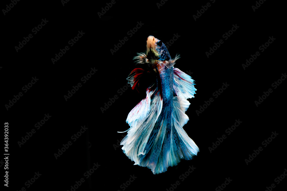 Fototapeta premium Siamese fighting fish.Multi color fighting fish isolated on black background.