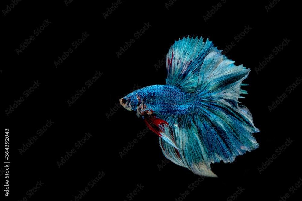 Fototapeta premium Siamese fighting fish.Multi color fighting fish isolated on black background. 