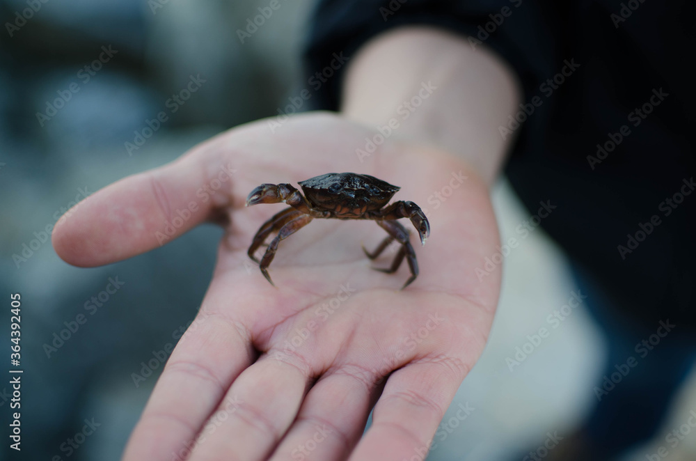 crab in hands crab in hands