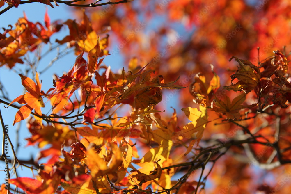 Beautiful orange and red maples blazes brightly in sunny day before it falls for autumn, South Korea Beautiful orange and red maples blazes brightly in sunny day before it falls for autumn, South Korea