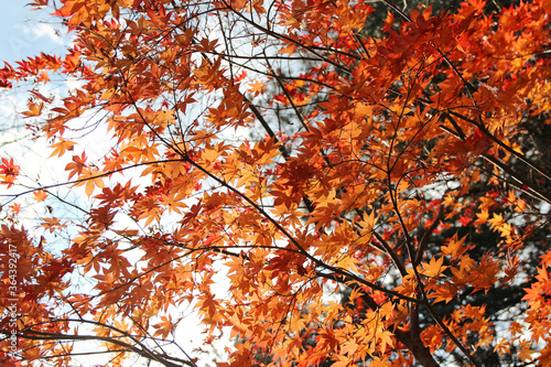 Beautiful orange and red maples blazes brightly in sunny day before it falls for autumn  South Korea