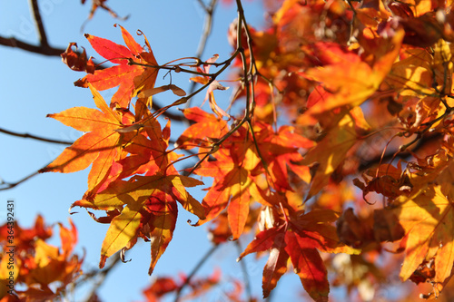 Beautiful orange and red maples blazes brightly in sunny day before it falls for autumn, South Korea