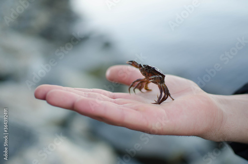 crab in hand