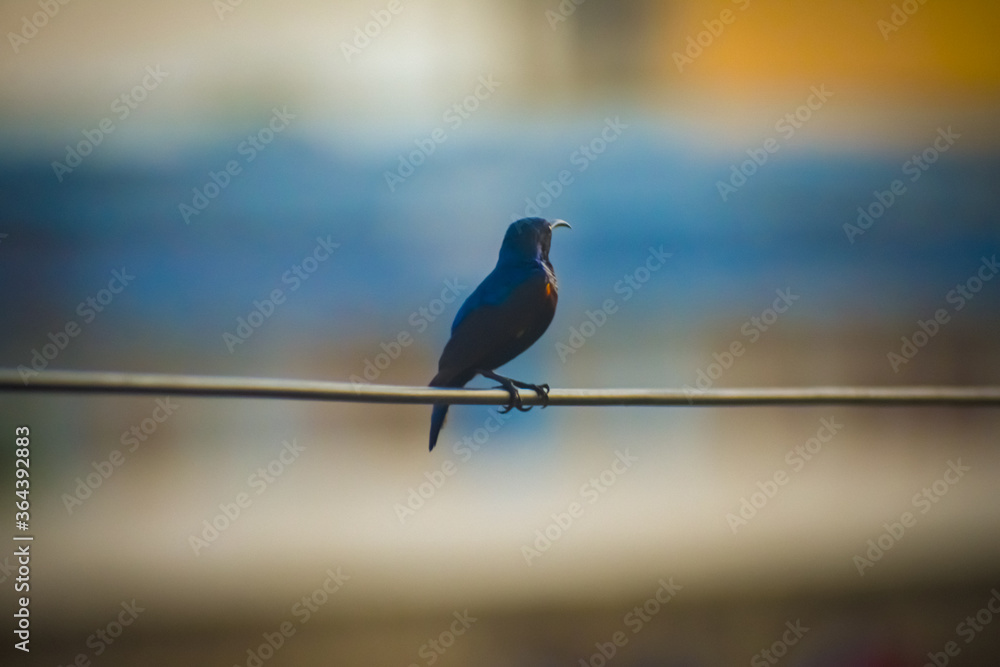 Bird Bird