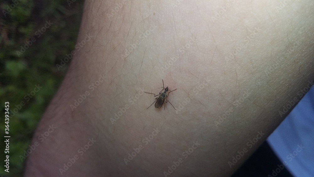 Obraz premium mosquito on the hand
