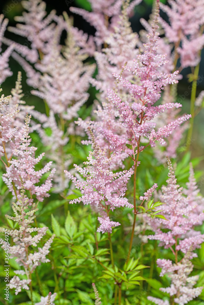 Obraz premium Blühende Prachtspiere, Astilbe, in pink