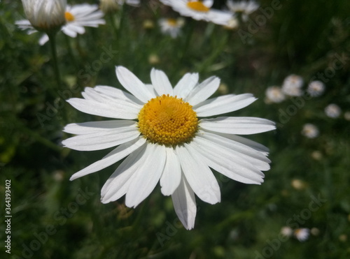 daisy in a garden