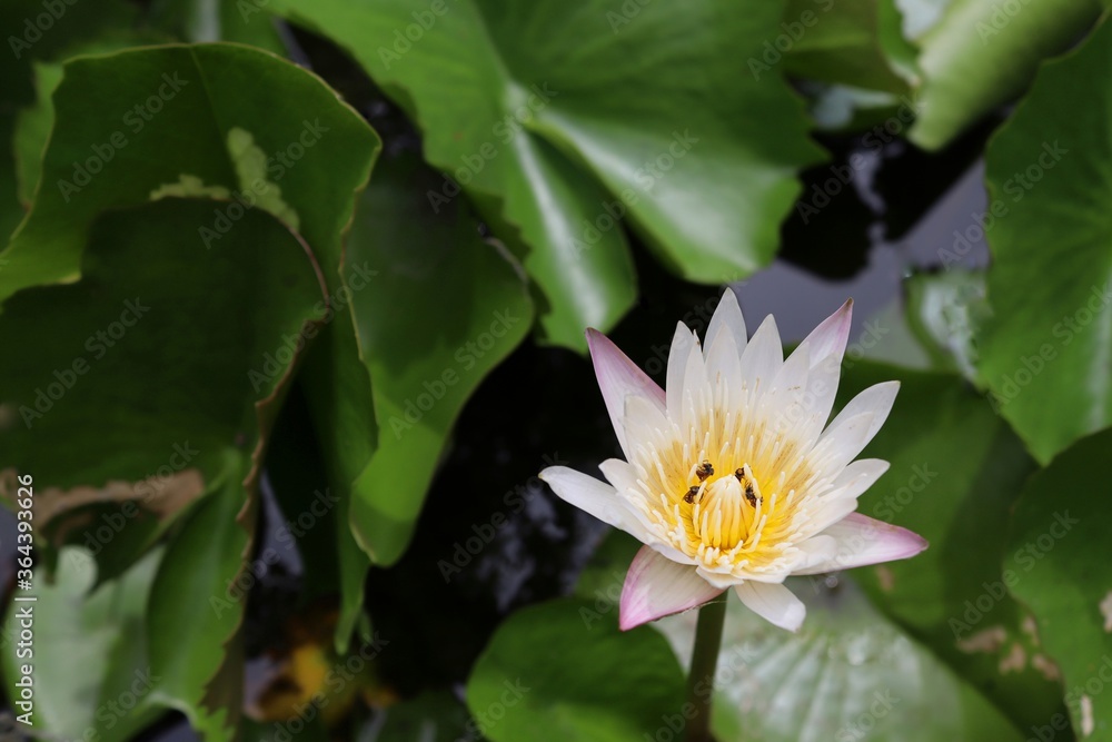 Lotus purple flower blooming with insect on green leaves and water surface closeup in the pond. Lotus purple flower blooming with insect on green leaves and water surface closeup in the pond.
