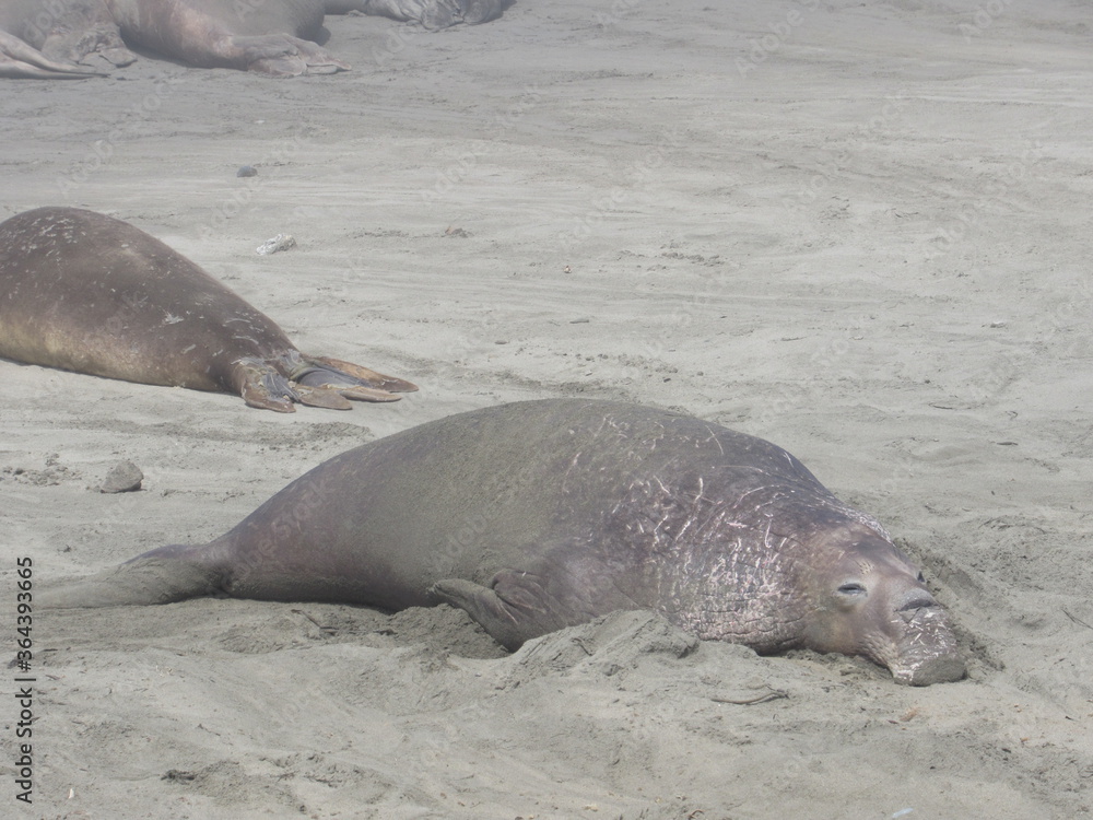 Fototapeta premium ROUTE 1, CAMBRIA