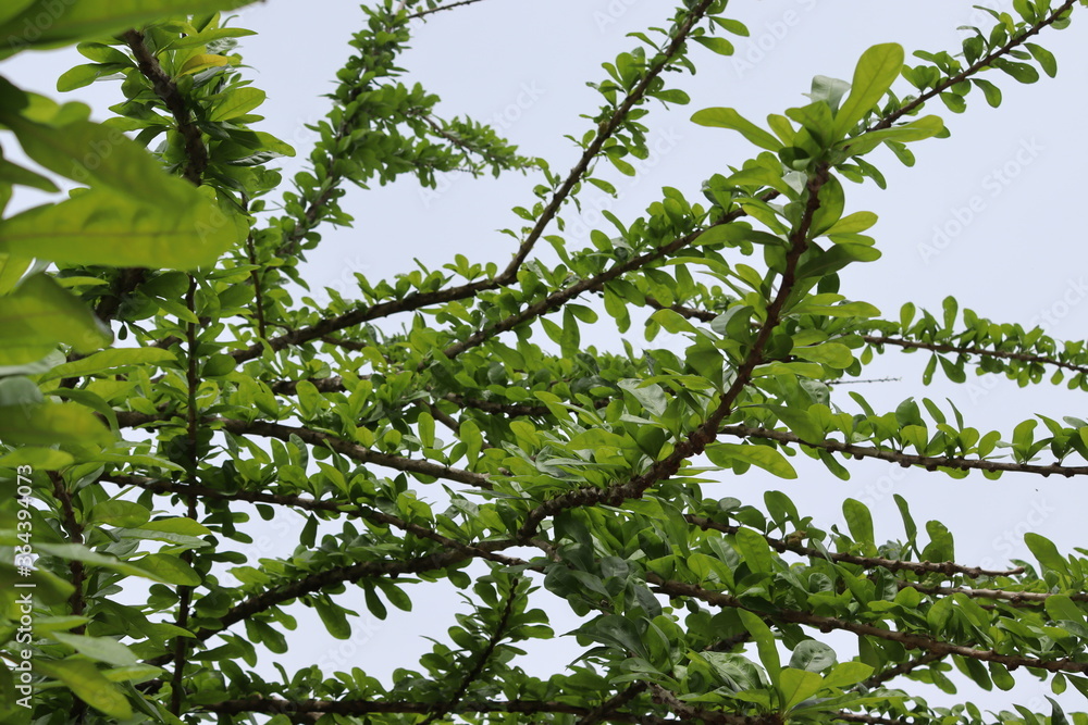 Fototapeta premium Green leaves on tree branch isolated on blue sky background closeup.