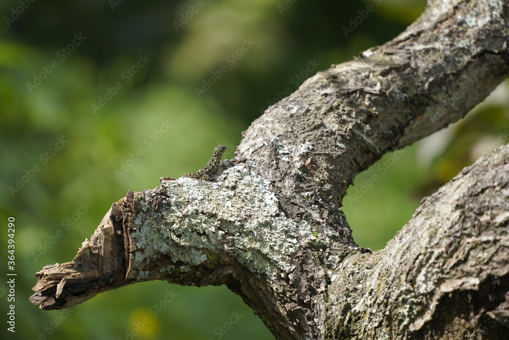 tree, nature, forest, green, bark, trunk, branch, wood, park, old, plant, leaf, moss, leaves, summer, spring, brown, oak, branches, natural, lizard, woods, sky, environment, trees tree, nature, forest, green, bark, trunk, branch, wood, park, old, plant, leaf, moss, leaves, summer, spring, brown, oak, branches, natural, lizard, woods, sky, environment, trees